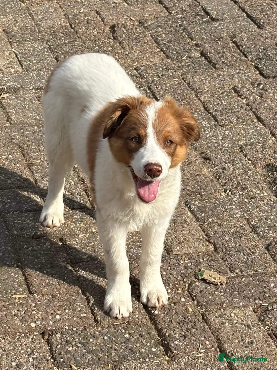 Border Collie honden te koop: Border collie pups  - Advertentie 1