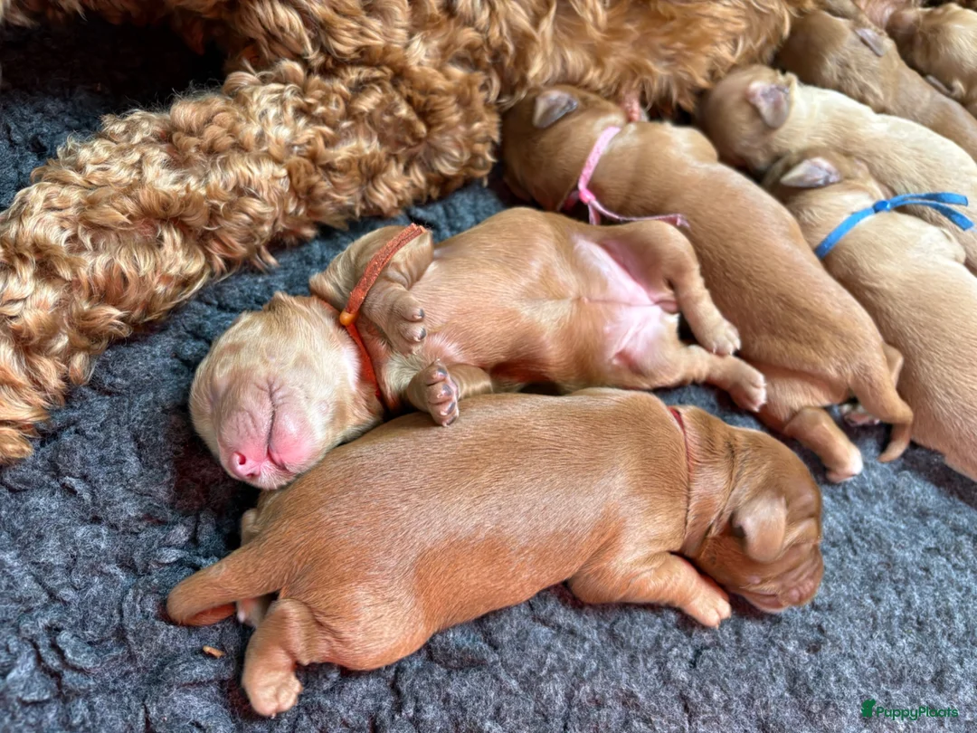 Australian Labradoodle honden te koop: Multigen Australian Labradoodle pups - Advertentie 2