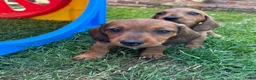 Kruising honden te koop: Dwerg teckel pupjes  - Advertentie 6
