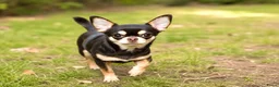 Chihuahua honden te koop: Teefje 17maand in Rotterdam - Advertentie 2