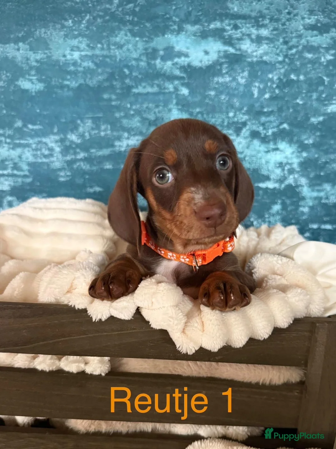 Teckel (korthaar)  honden te koop: 5 teckel mannetjes - Advertentie 1