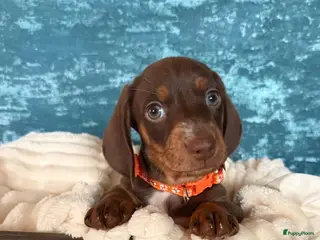Teckel (korthaar) honden Teckel mannetjes mogen het nestje verlaten - Advertentie 4