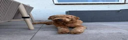 Goldendoodle honden ter dekking: Exclusieve Dekreu Beschikbaar – Milo - Advertentie 5