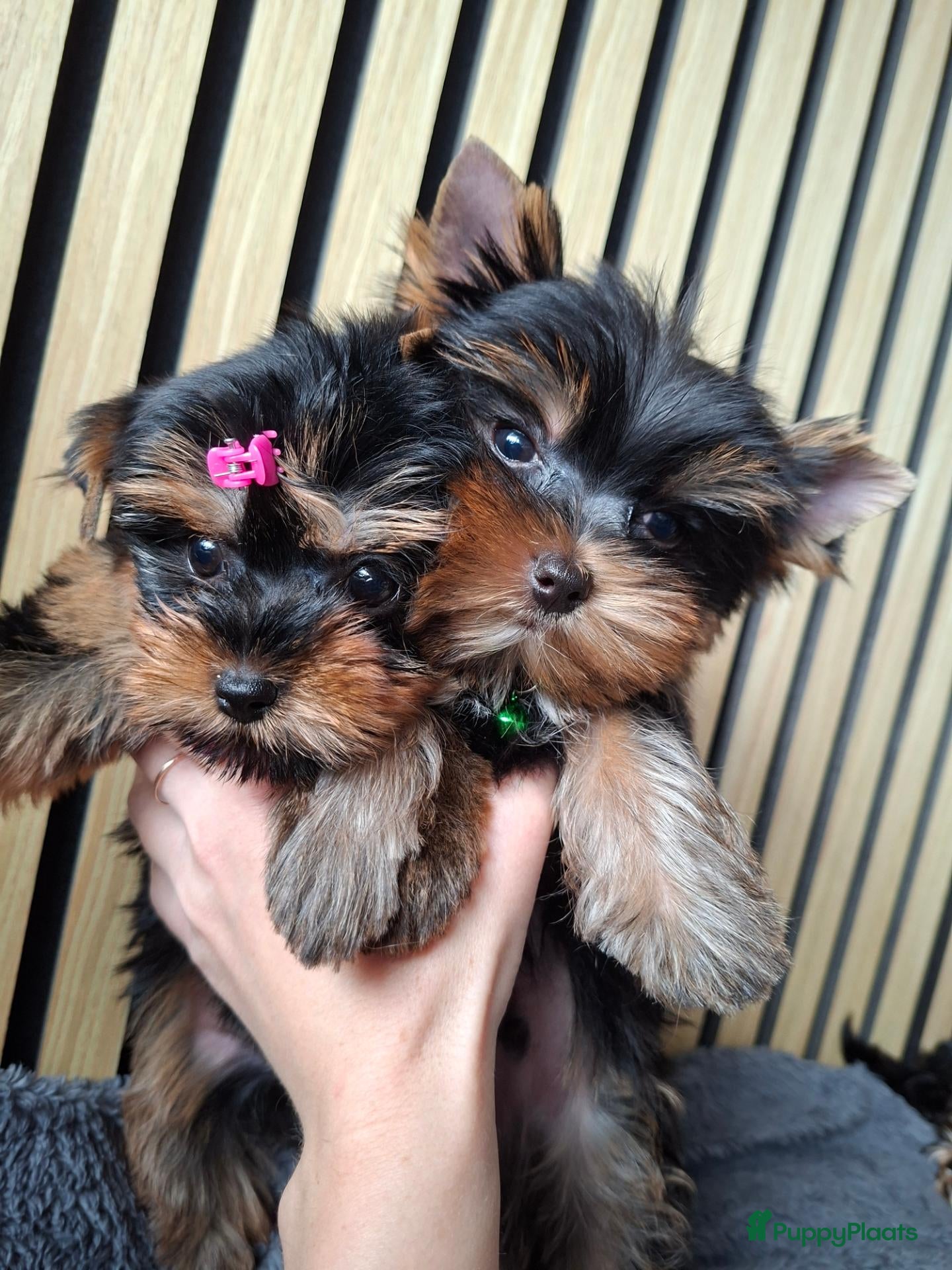 Yorkshire Terriër honden Yorkshire Terriër pups zoeken een huis  - Advertentie 5