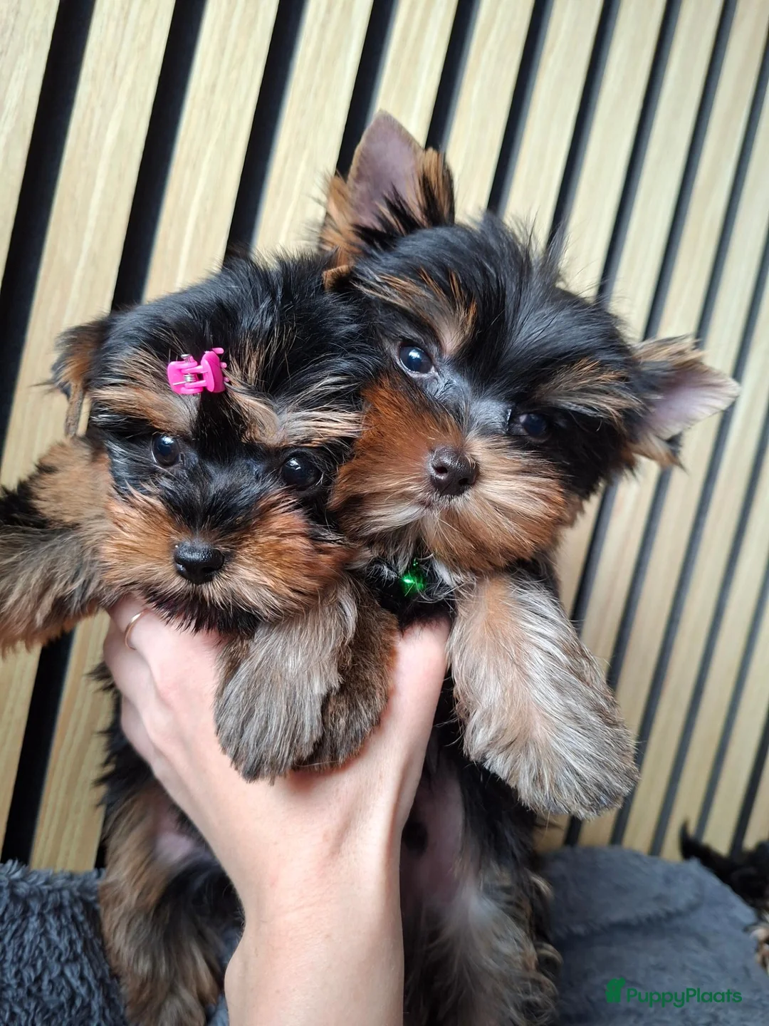 Yorkshire Terriër honden te koop: Yorkshire Terriër pups zoeken een huis  - Advertentie 1