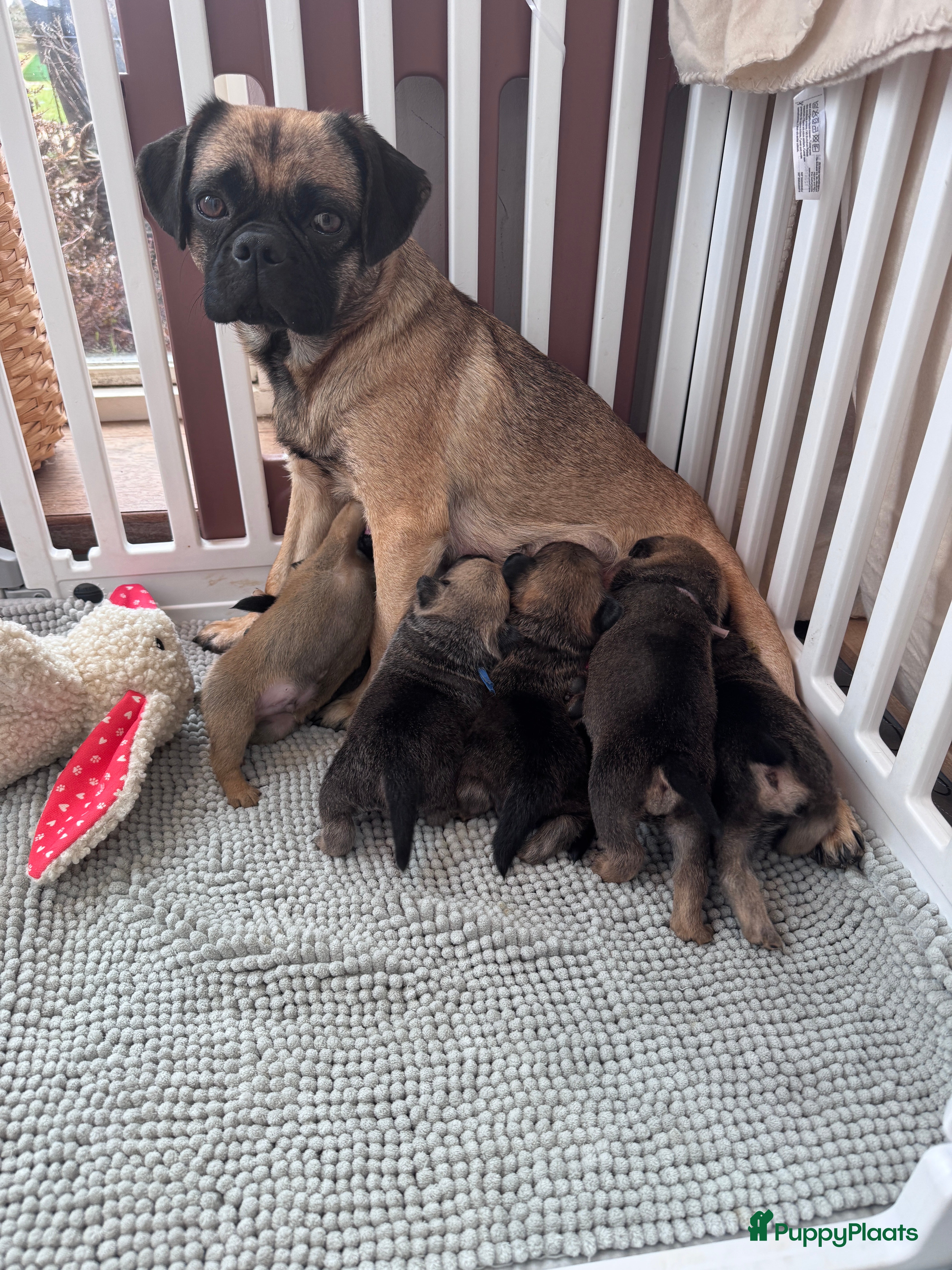 Retromops honden Mooie retromops pups - Advertentie 1