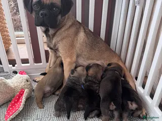 Retromops honden Mooie retromops pups - Advertentie 2