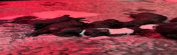Labradoodle honden te koop: 5 pups mini labradoodle🤩 - Advertentie 3