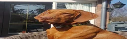 Vizsla korthaar honden te koop: Vizsla puppy’s - Advertentie 6