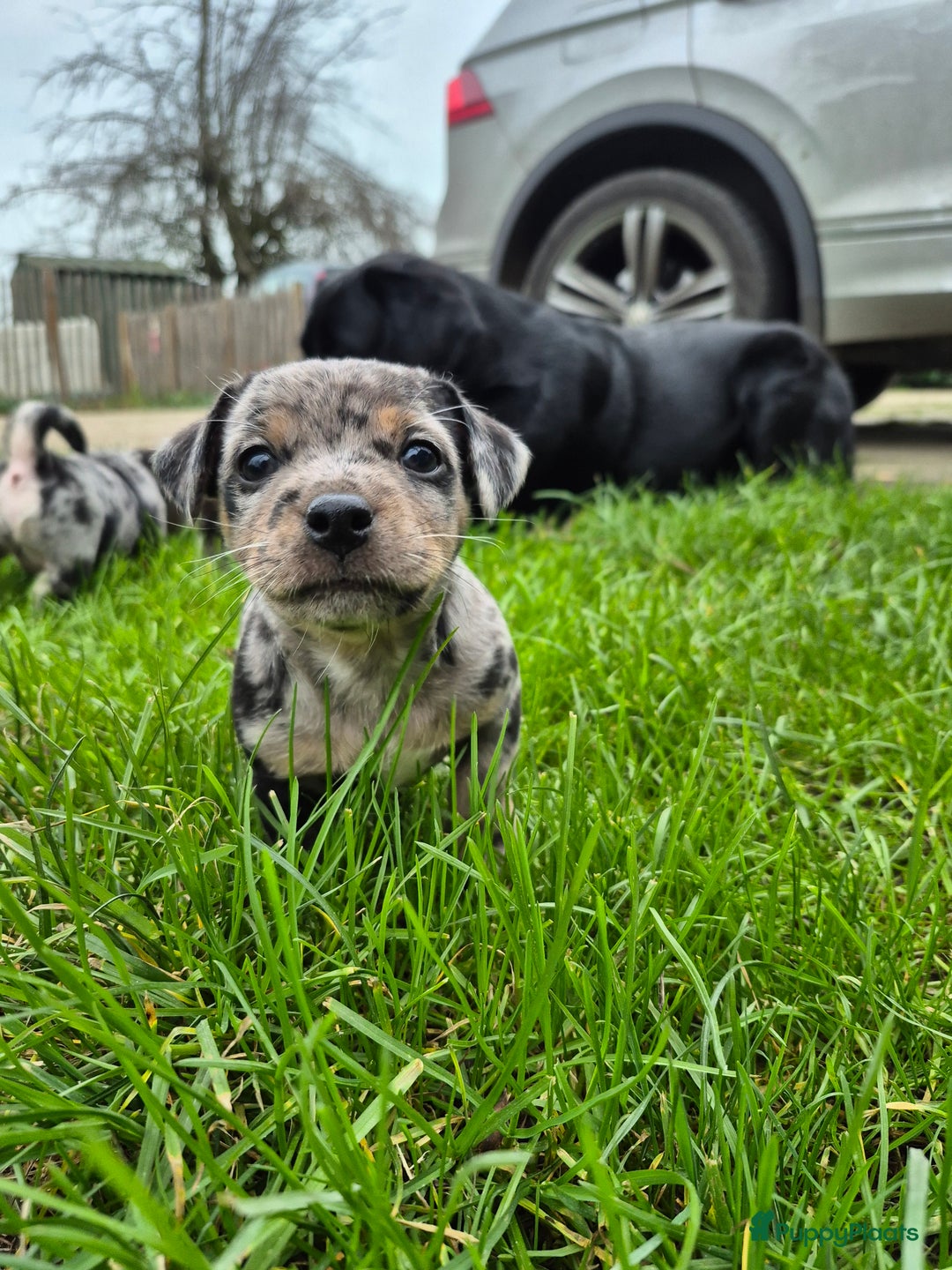 Jack Russel Terriër honden te koop: Merle Jackrussel te koop - Advertentie 18