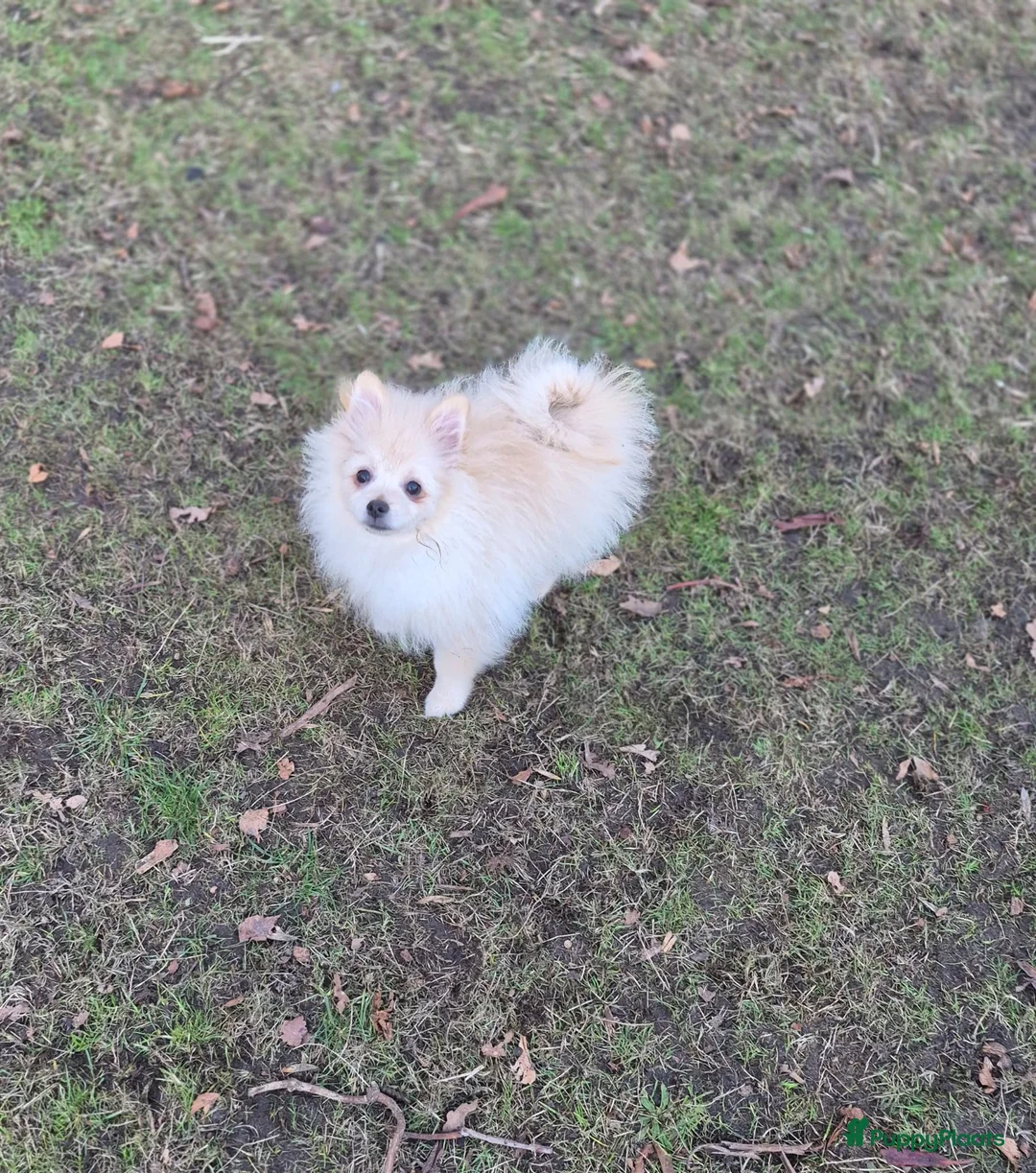 Pomeriaan honden te koop: VREUGDE VOOR ELKE ZORGZAME FAMILIE!!! - Advertentie 10