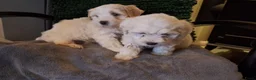Maltipoo honden te koop: Maltipoo pups. Ouders aanwezig.  - Advertentie 7