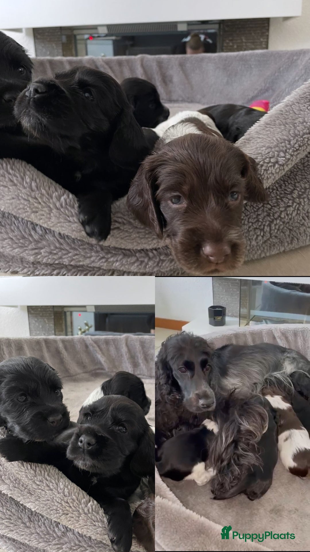 Engelse Cocker Spaniel honden te koop: Engelse Cocker spaniël pups te koop  - Afbeelding 2