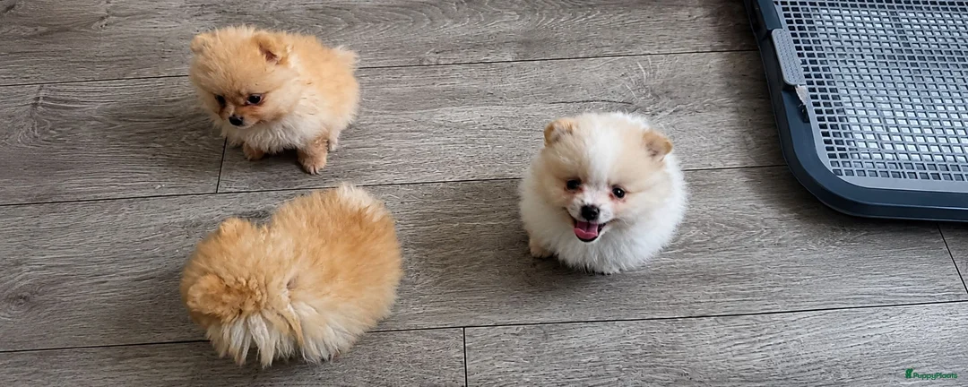 Pomeriaan honden te koop: Schattige Pommeriaan Puppy's  - Advertentie 1