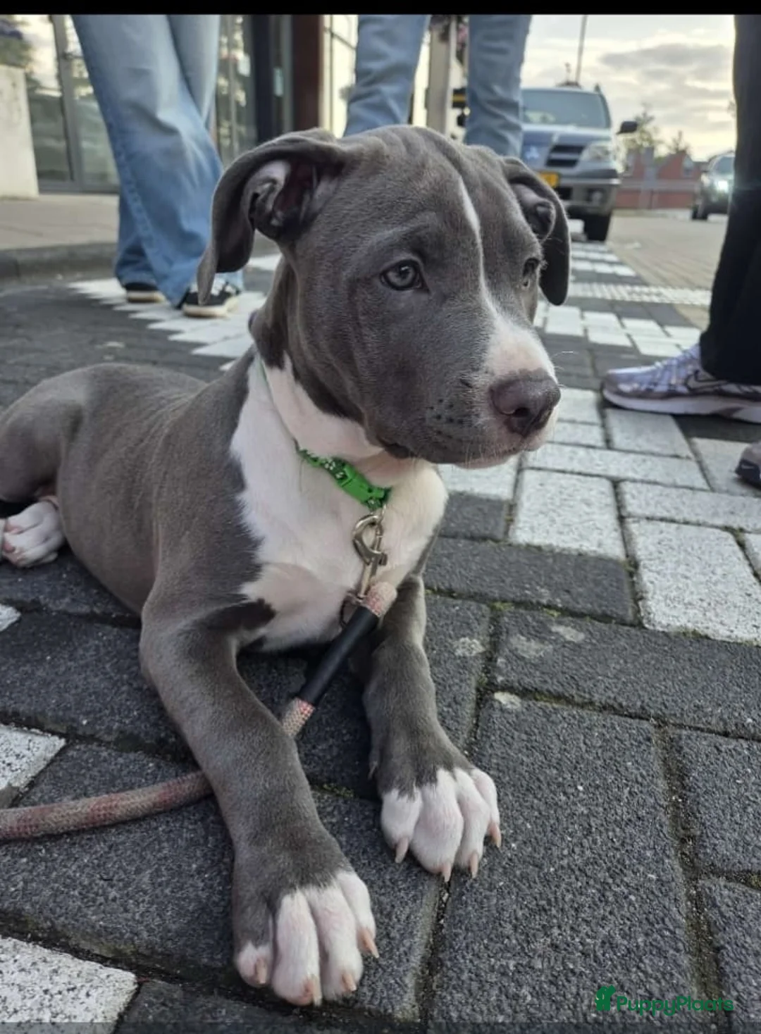Amerikaanse Bully honden te koop: Mooie pups  - Advertentie 7