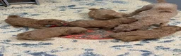 Labradoodle honden te koop: Labradoodle  - Advertentie 5