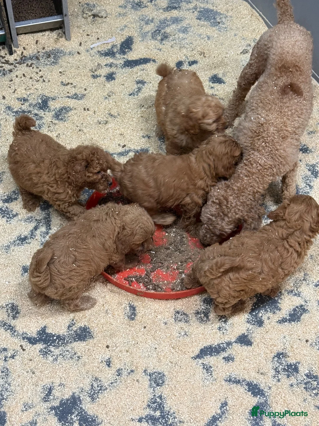 Labradoodle honden te koop: Labradoodle  - Advertentie 5