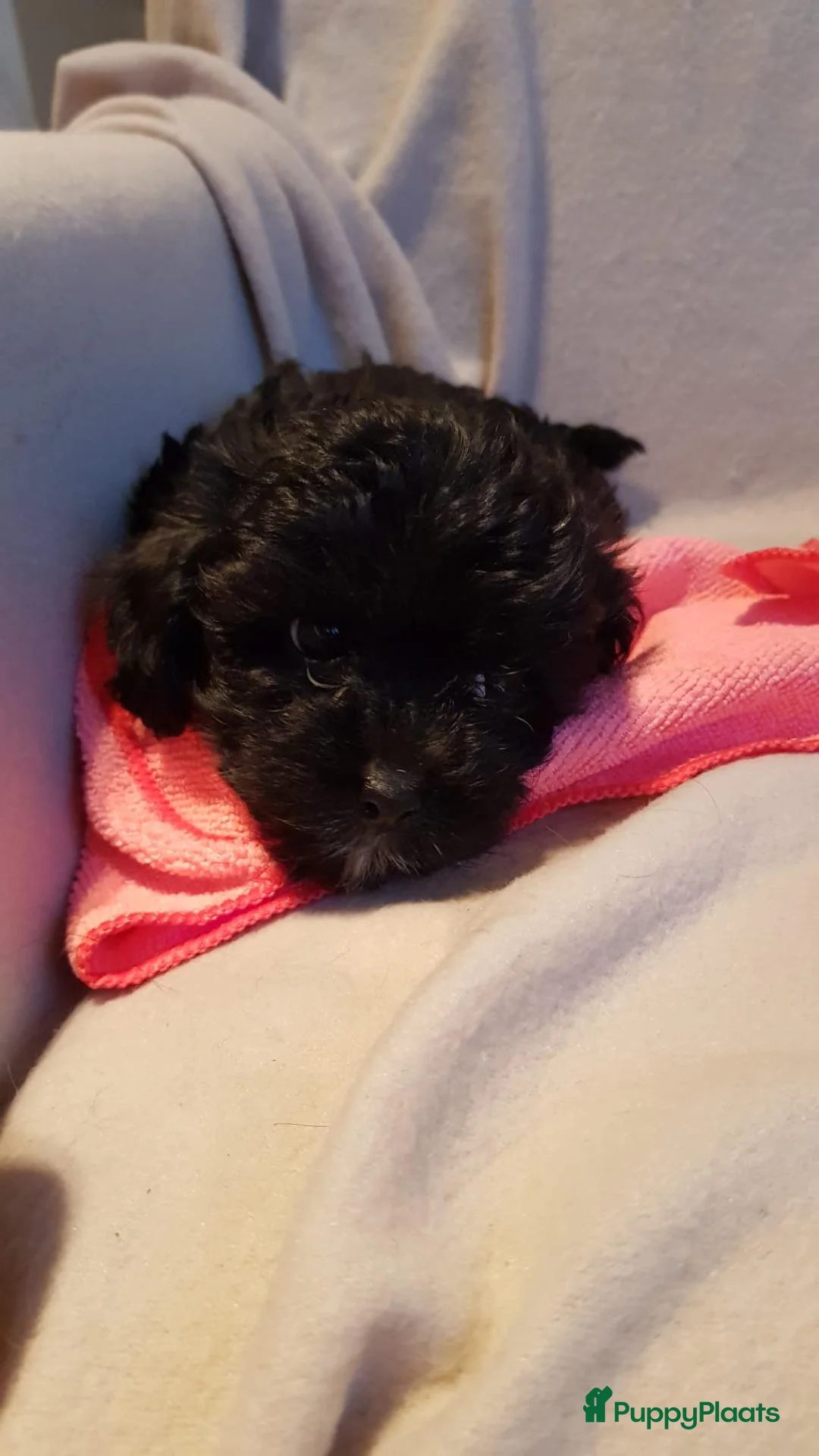 Kruising honden te koop: Lieve boompoo's  - Advertentie 2