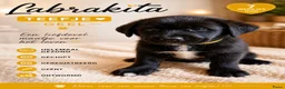 Kruising honden te koop: Laatste Labrakita pup teefje zoekt nieuw huisje - Advertentie 23