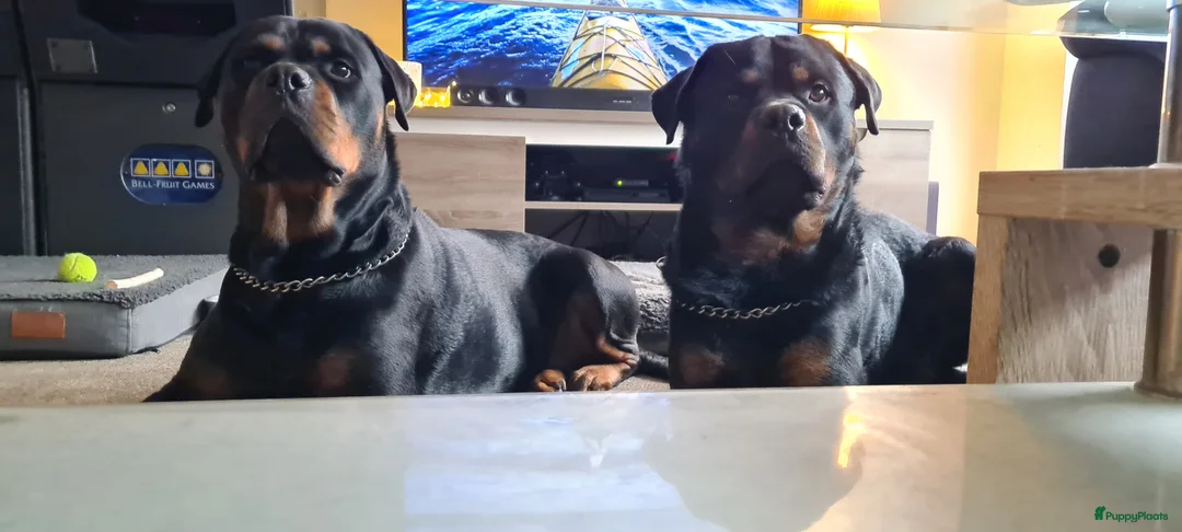 Rottweiler honden te koop: Rottweiler puppies te reserveren voor koop - Advertentie 4