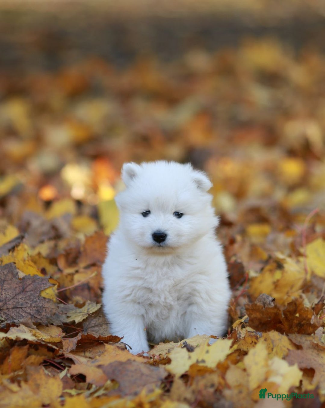 Samojeed honden te koop:  Jonge Samojeed pups - Advertentie 2