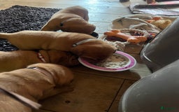 Bordeaux Dog honden te koop: Bordeauxdog puppy’s te koop in Lekkerkerk - Afbeelding 5
