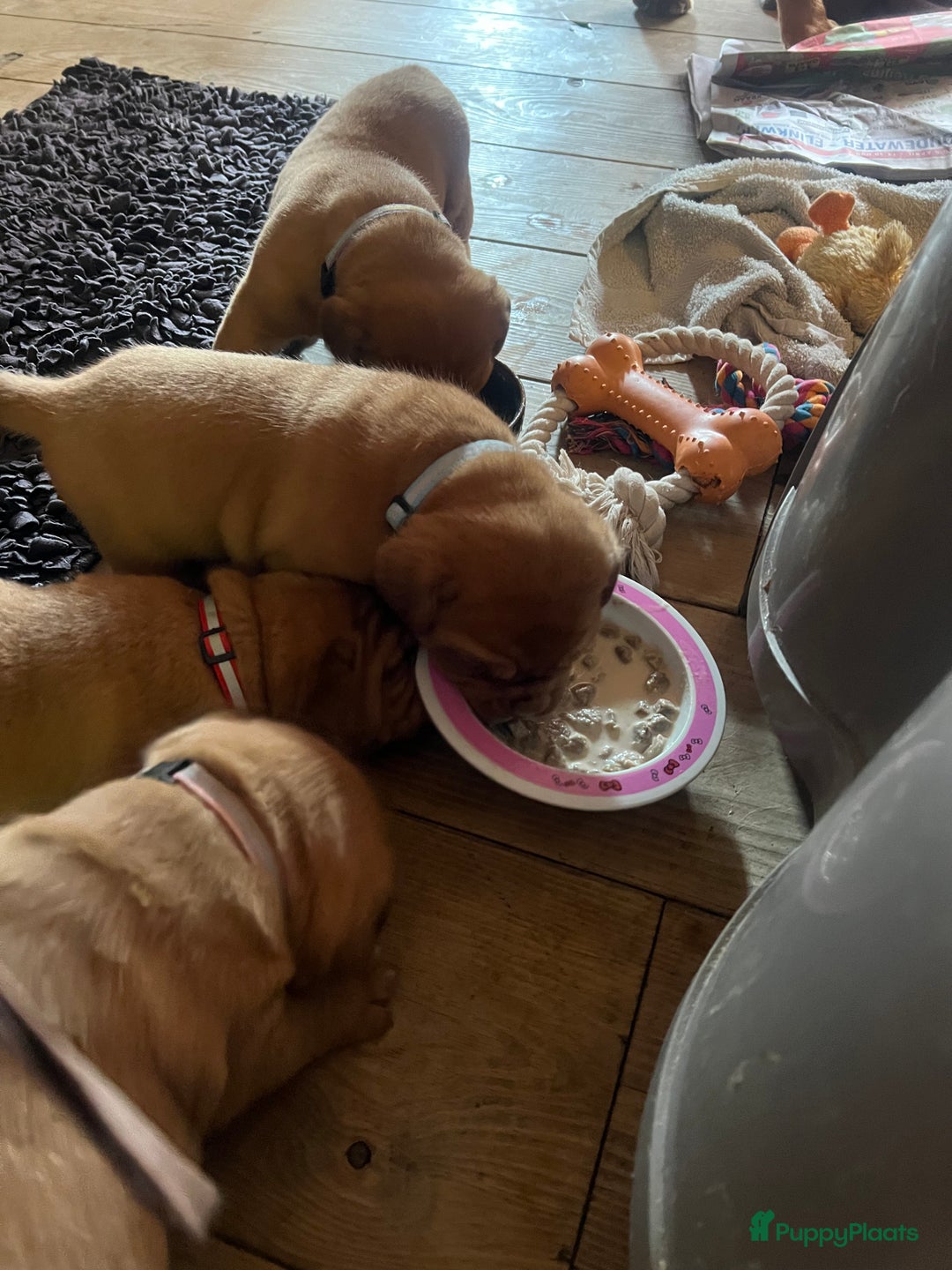 Bordeaux Dog honden te koop: Bordeauxdog puppy’s te koop in Lekkerkerk - Afbeelding 5