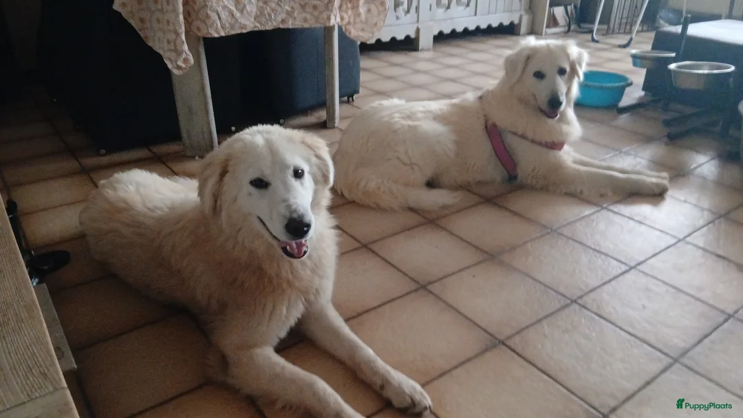 Berghond van de Maremmen en Abruzzen honden te koop: Dante italiaanse lieverd zoekt baasje - Advertentie 2