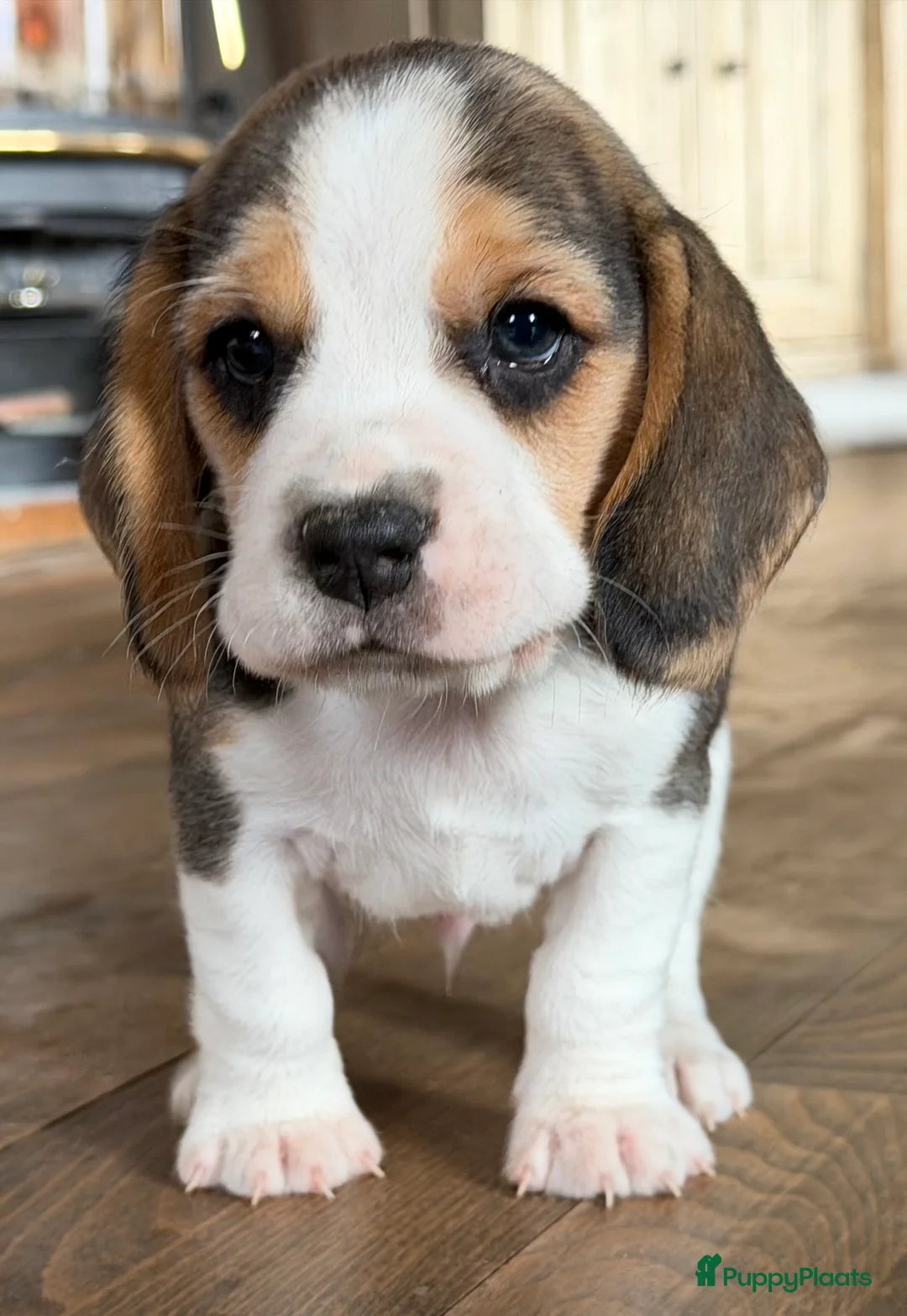 Beagle honden te koop: Beagle pups met FCI uitgebreid getest!! - Advertentie 5
