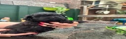 Shihpoo honden te koop: Nog twee puppy’s beschikbaar  - Advertentie 11