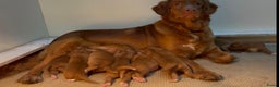 Nova Scotia Duck Tolling Retriever honden te koop: Toller pups met stamboom te koop  - Advertentie 1