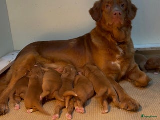 Nova Scotia Duck Tolling Retriever honden Toller pups met stamboom te koop - Advertentie 2