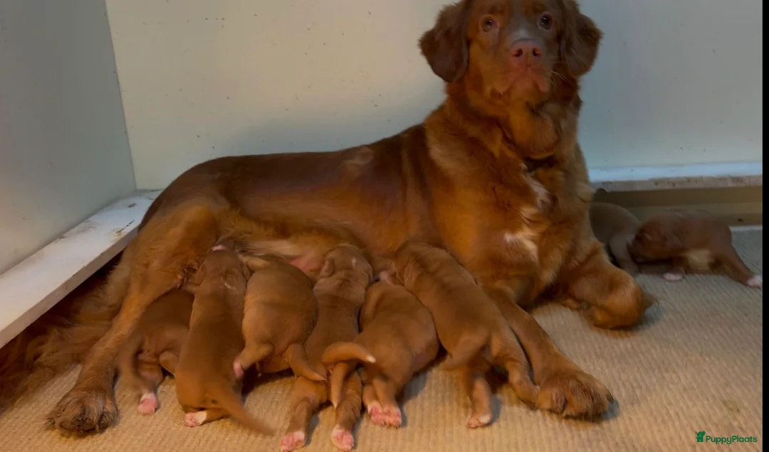 Nova Scotia Duck Tolling Retriever honden te koop: Toller pups met stamboom te koop  - Advertentie 10
