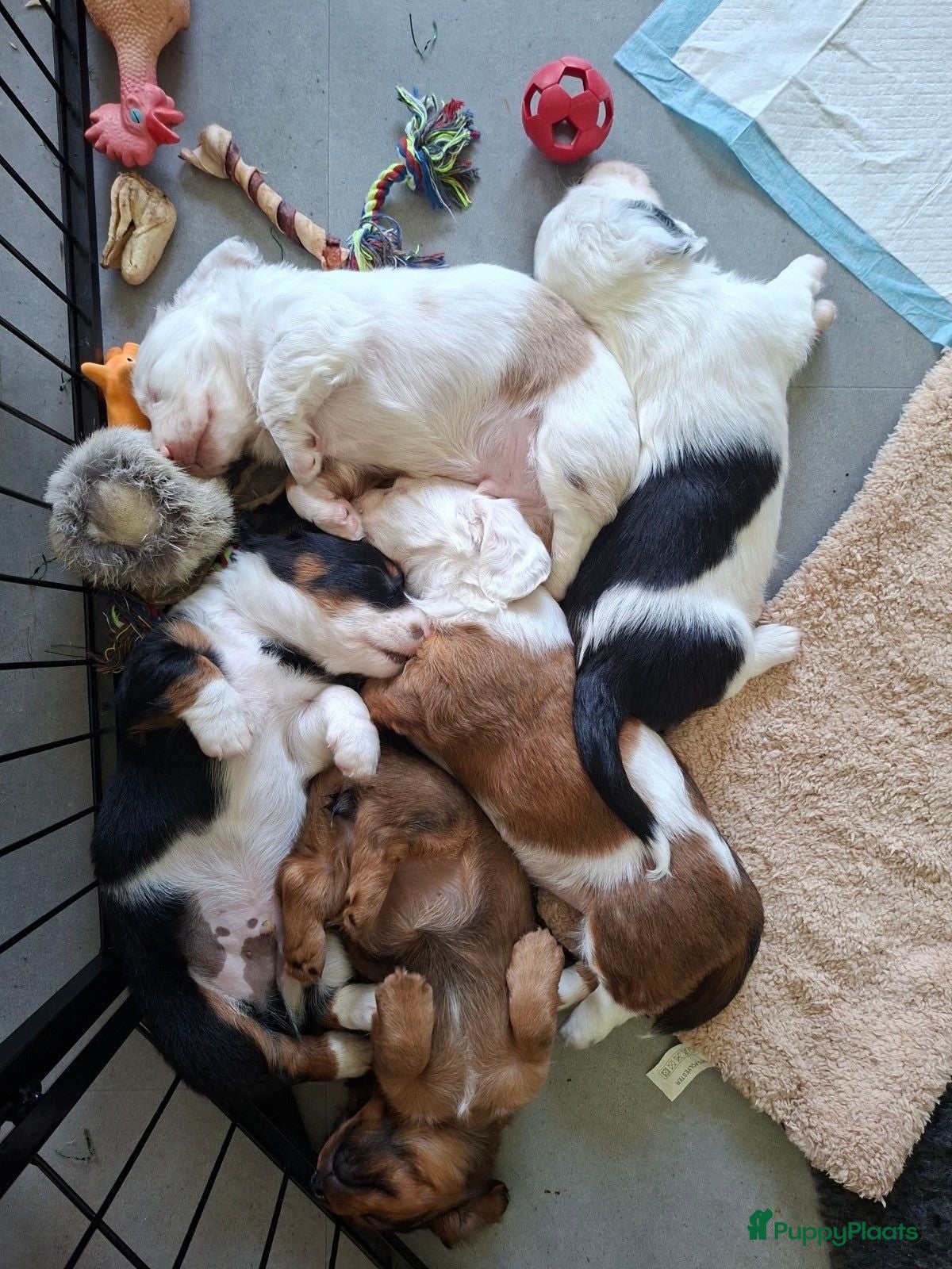 Teckel (langhaar) honden Bonte teckels merle pups - Advertentie 1