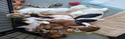 Teckel (langhaar) honden te koop: Bonte teckels merle pups - Advertentie 1