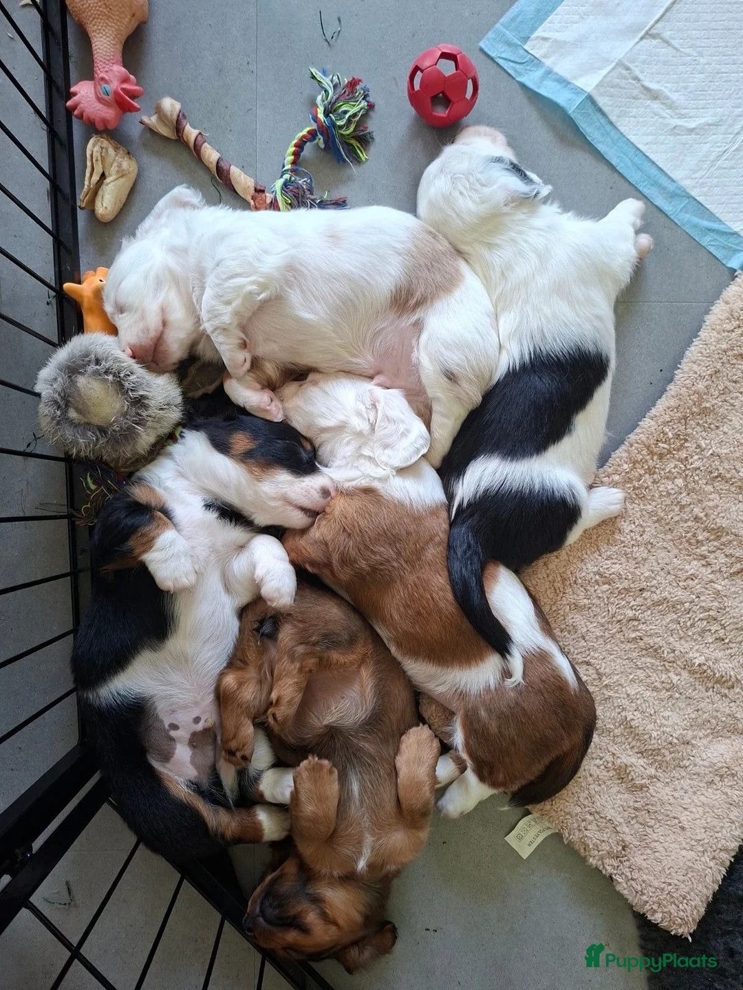 Teckel (langhaar) honden te koop: Bonte teckels merle pups - Advertentie 1