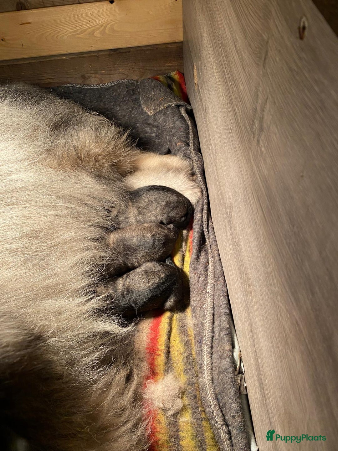 Keeshond honden te koop: Raszuivere blauwe /wolfsgrijze grote keeshond pups - Advertentie 4