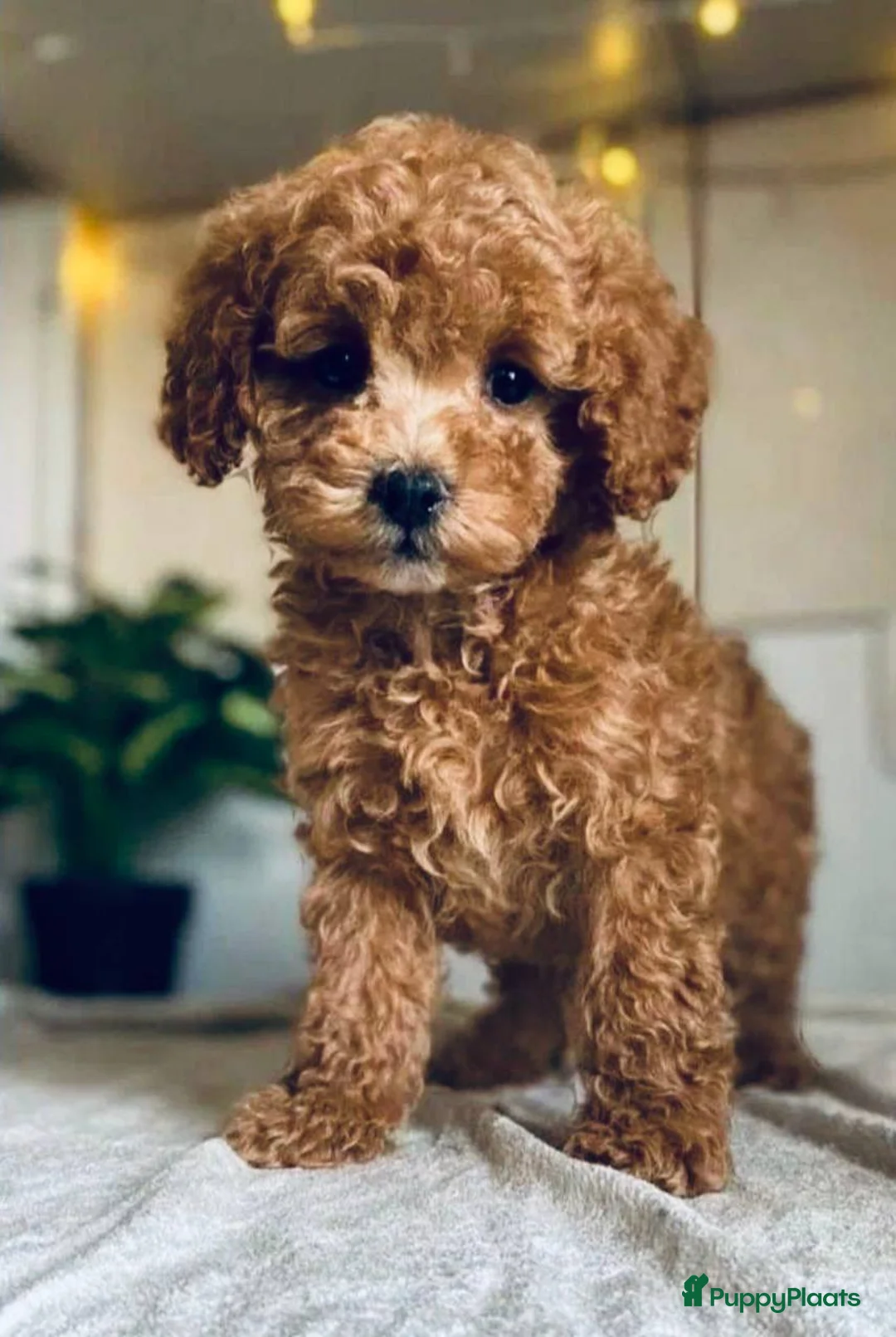 Maltipoo honden te koop: Maltipoo puppy’s.  - Advertentie 3