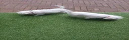 Boomer honden te koop: Laatste 2 prachtige boomer reutjesuit 1 malig nest - Advertentie 5