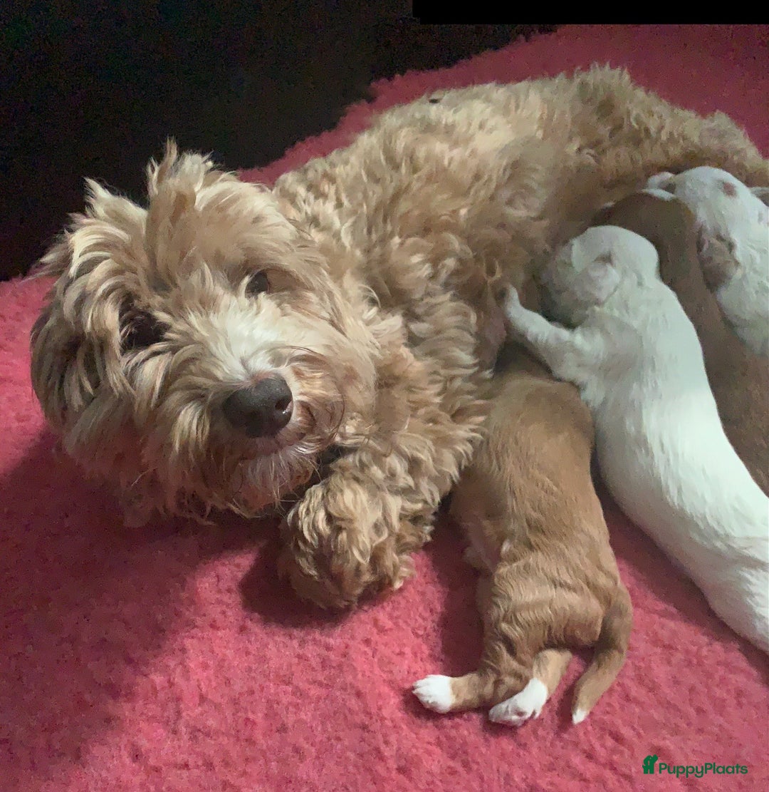 Labradoodle honden te koop: Mini Australian Labradoodles Moos en Guus!! - Afbeelding 6