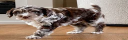 Labradoodle honden te koop: Nog 3 prachtige Labradoodle puppy’s beschikbaar - Advertentie 7