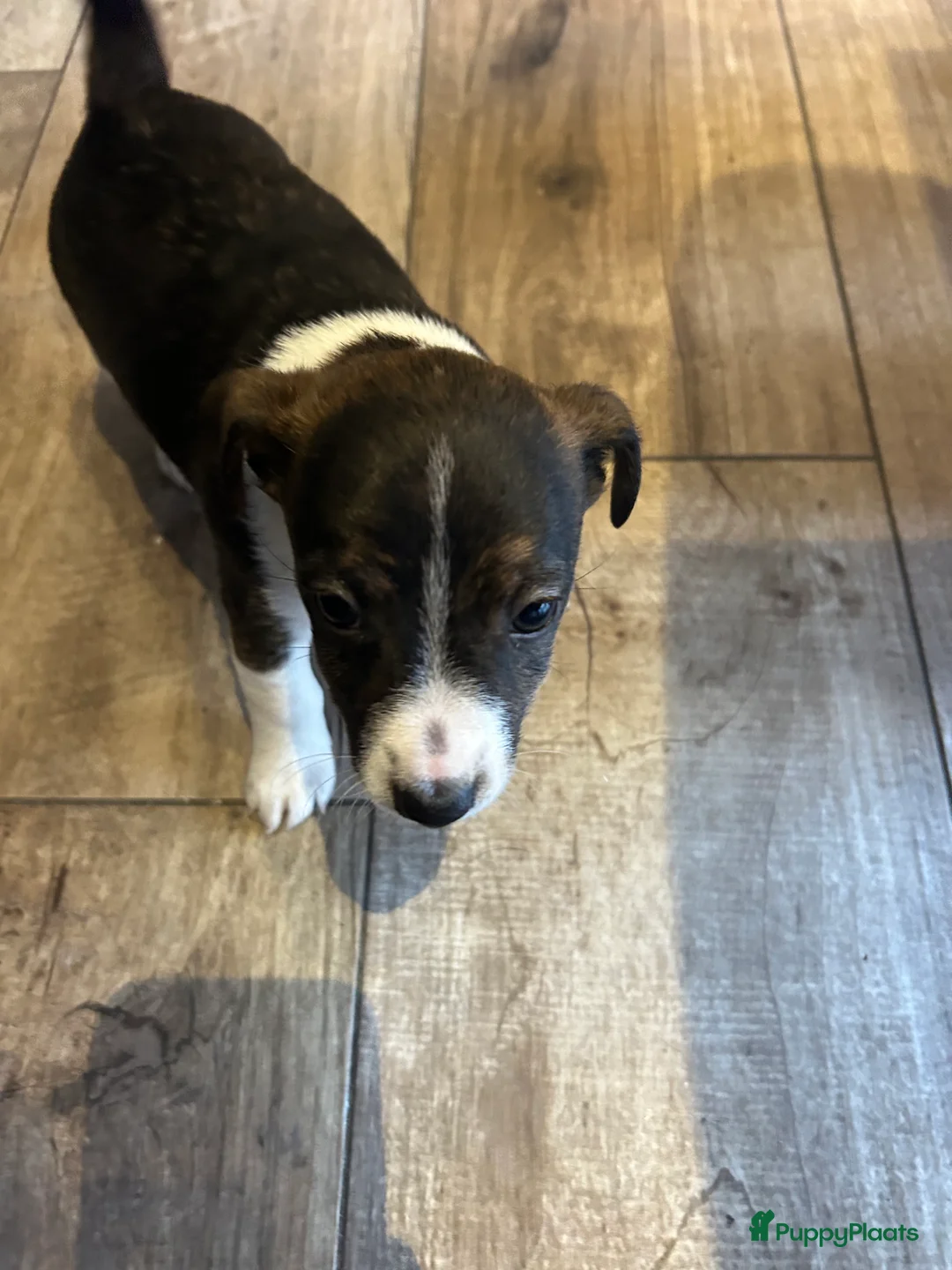 Jack Russel Terriër honden te koop: 4 mooie Jack Russell reutjes - Advertentie 9