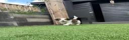 Kooikerhondje honden te koop: Kooiker pups Kooikerhondje  - Advertentie 17