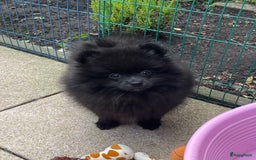 Pomeriaan honden te koop:  2 Prachtige pomeriaan/dwergkees pups. in Enkhuizen - Afbeelding 10