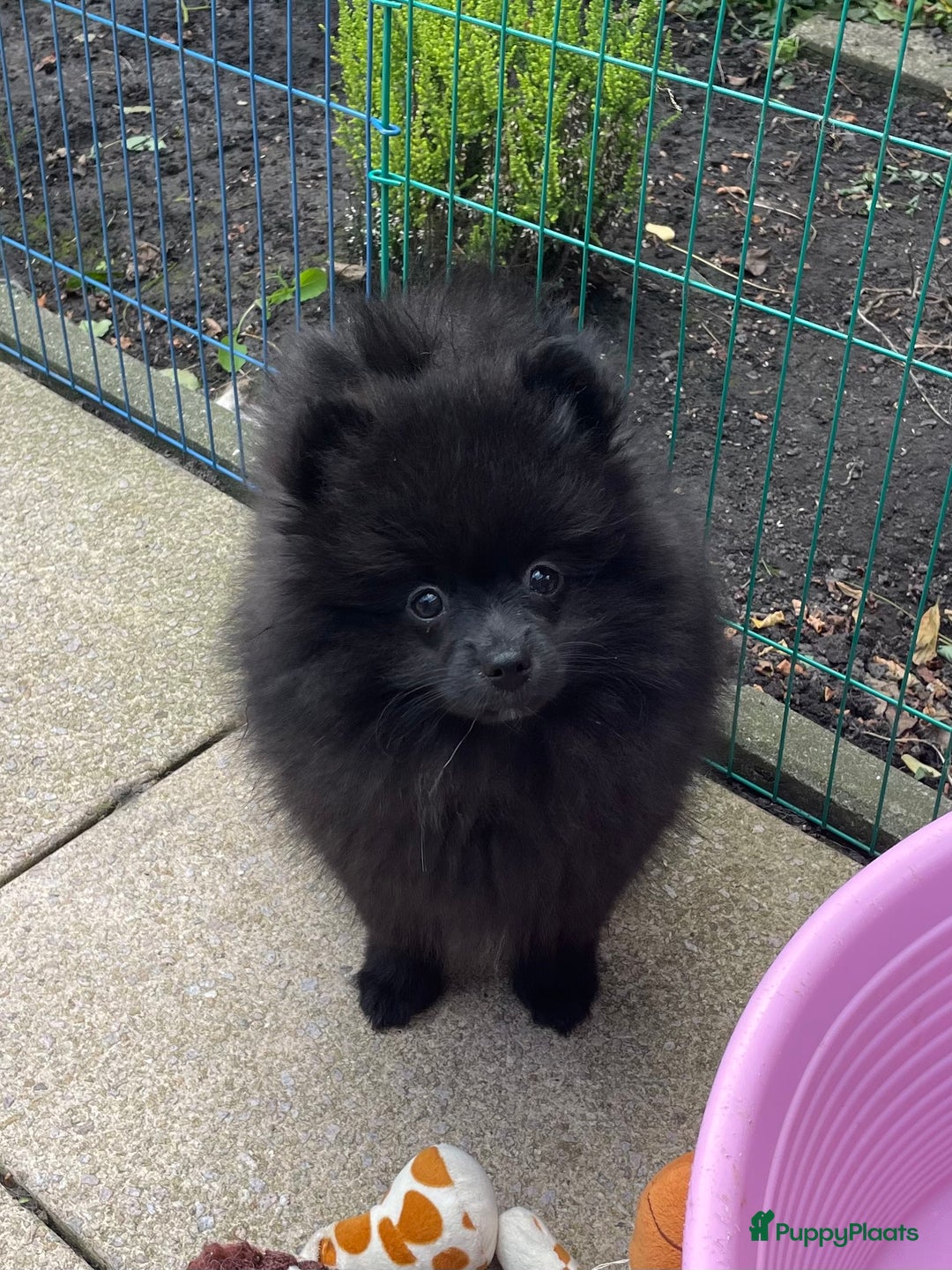 Pomeriaan honden te koop:  2 Prachtige pomeriaan/dwergkees pups. in Enkhuizen - Afbeelding 10