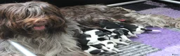 Nederlandse Schapendoes honden te koop: Prachtige schapendoesjes - Advertentie 15