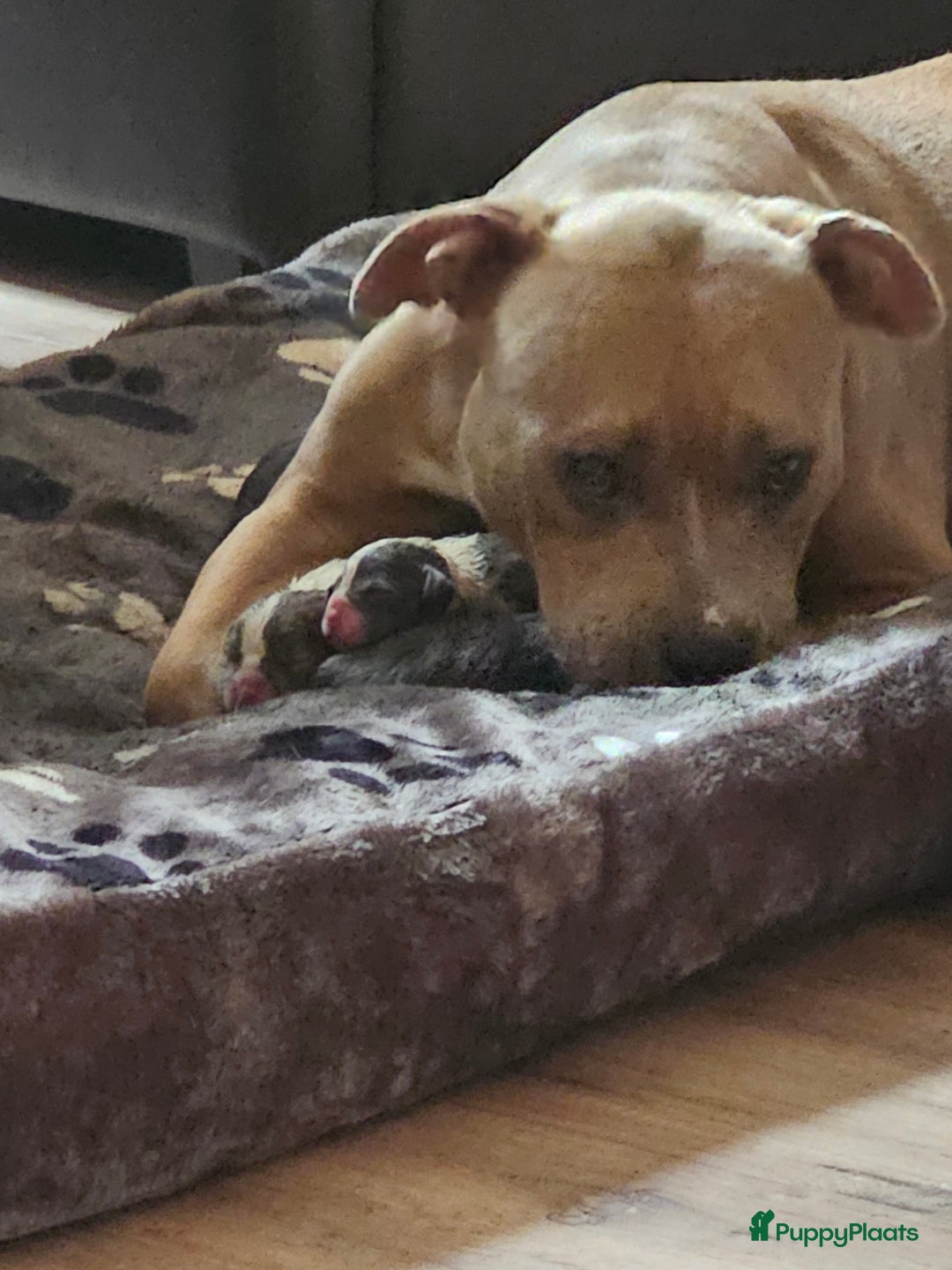 Amerikaanse Bully honden te koop: Pocket bully bleu grey  - Advertentie 21