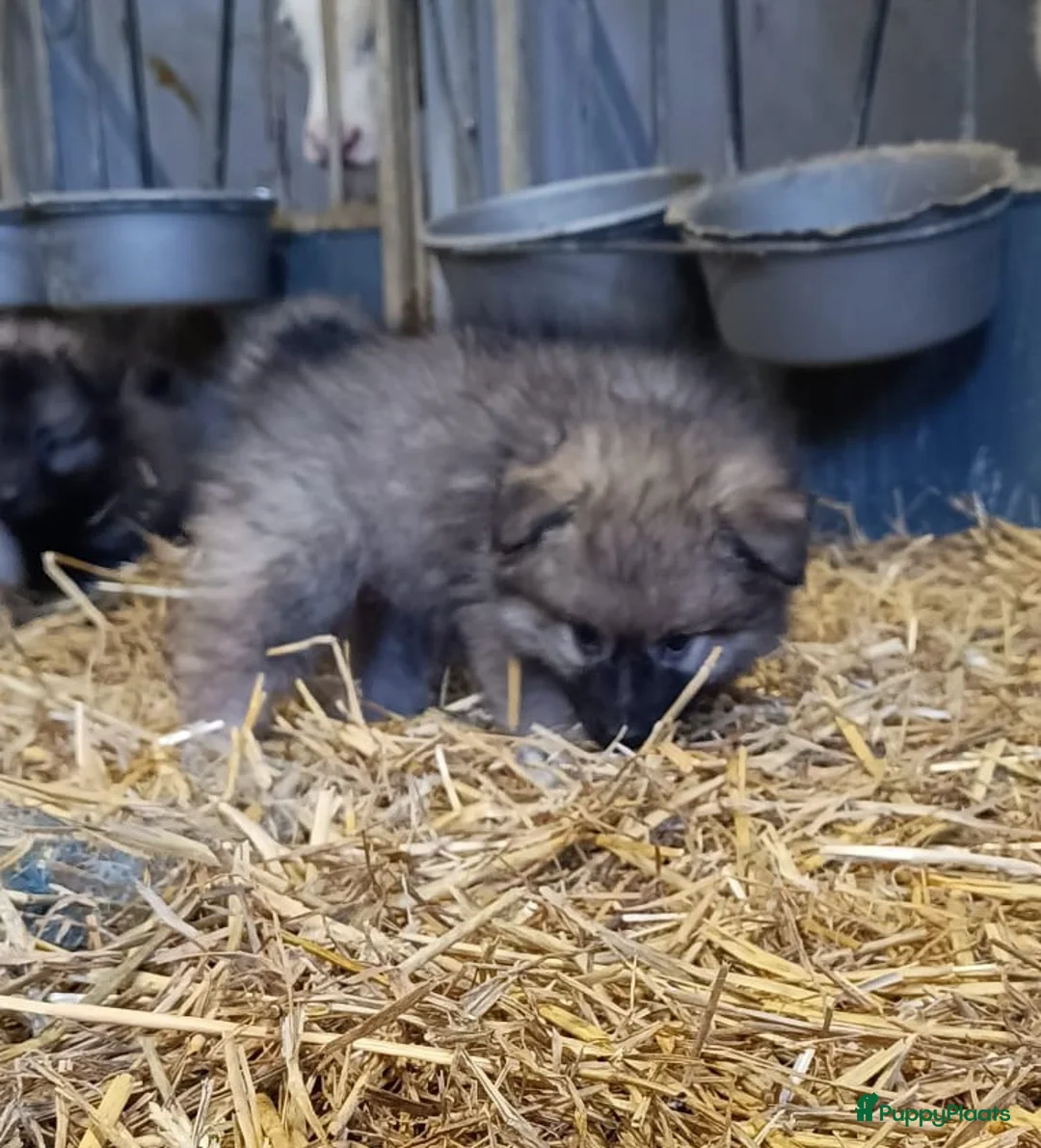 Keeshond honden te koop: Keeshond wolfsgrauw. Grijs. Blauw. - Advertentie 9