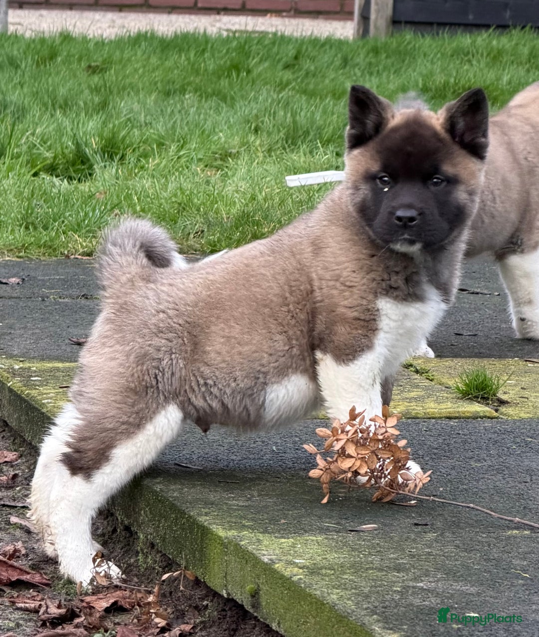 American Akita honden te koop: Prachtige American akita pups van unieke bloedlijn - Advertentie 5