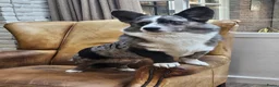 Welsh Corgi Cardigan honden ter dekking: Dekreu in Nistelrode - Advertentie 3